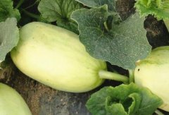 土壤养分检测仪如何助力精细化农业的发展?