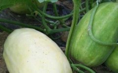 有机蔬菜种植配备测土仪器的必要性