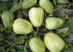 农村配备土壤养分诊断仪有什么好处?