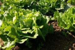 土壤养分检测仪帮助农民实现按需施肥