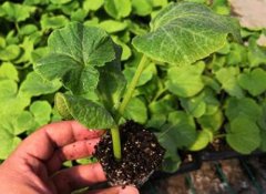 土壤养分测试仪为数字农业发展“添砖加瓦”