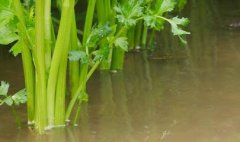 解决农业施水不均需要土壤墒情测定仪