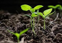 肥料养分检测仪避免土壤微肥缺失