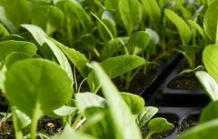 土壤肥料养分检测仪靠谱吗?如何购买