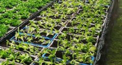 为啥测土配方施肥仪在农业中不可替代?